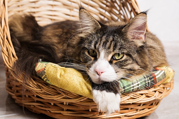 Zamyka W Górę Portreta Maine Coon Kot W Koszu