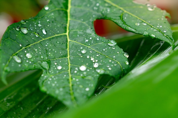 Zamyka w górę raindrops na zielonym tropikalnym melonowiec urlopie