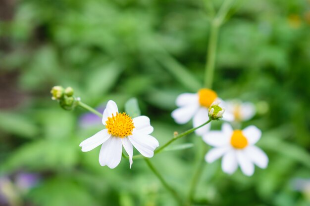 Zdjęcie zamyka w górę równiny blackfoot daisy z zielonym tłem.