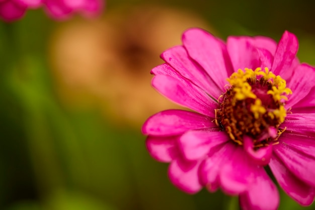 Zamyka w górę różowego cyni violacea