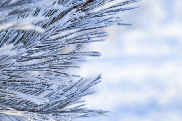 Zdjęcie zamyka w górę sosnowych igieł zakrywających z białym mrozem na zima dniu, zimy tło