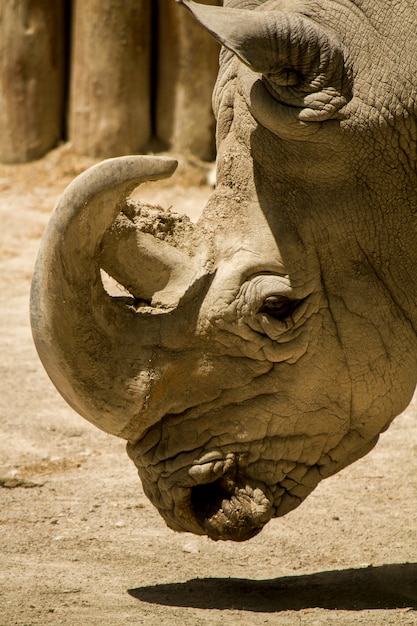 Zamyka w górę widoku biała nosorożec lub kwadratowa warga nosorożec na zoo (Ceratotherium simum).