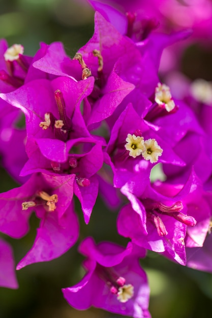 Zamyka w górę widoku makro- strzału piękny purpurowy bougainvillea kwiat.