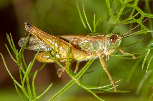 Zamyka w górę widoku piękny zielony pasikonik (Chorthippus apicalis).