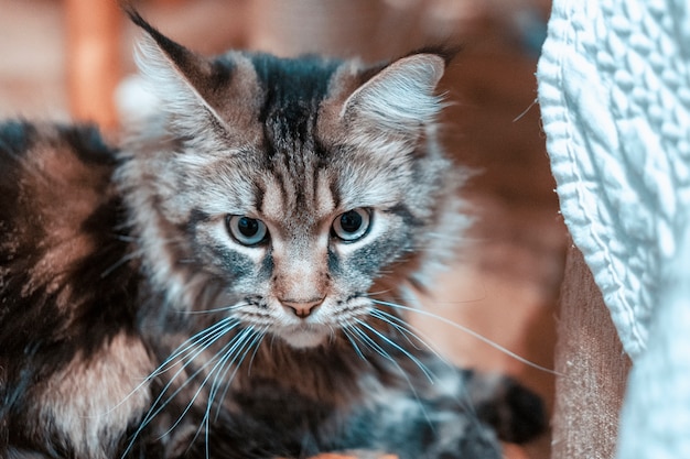 Zamyślony kot Maine Coon w pokoju