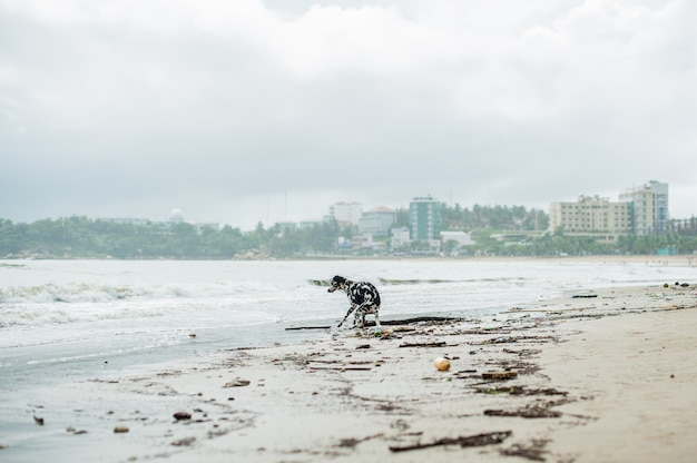 Zanieczyszczenia Na Plaży. Plastikowe Butelki I Inne śmieci Na Plaży