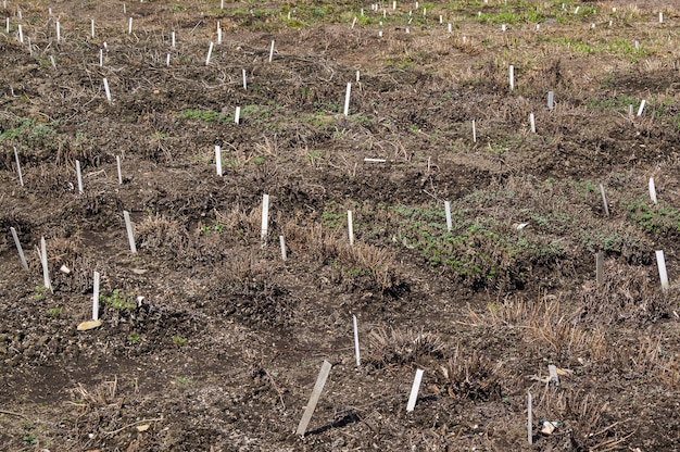 Zaorane grządki warzywne przygotowane do sadzenia sadzonek warzyw lub kwiatów ze schludnymi wnętrzami i przyczółkami oraz znakami jak nazwy stołów