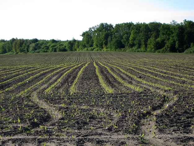 Zdjęcie zaorane pole ziemniaków w brązowej glebie na otwartej wiejskiej przyrodzie
