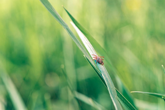 Zapalenie mózgu Kleszcz Pełzający owad Zielona trawa Wirus zapalenia mózgu lub borelioza Zakaźny Dermacentor Kleszcz Pajęczak Pasożyt Owad Makro Dermacentor marginatus