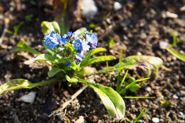 Zapomnij o kwiatach, Myosotis, drobne niebieskie kwiatki, rodzina Boraginaceae