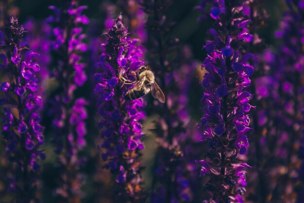 Zapylanie długich, jasnofioletowych kwiatów szałwii dębowej Pszczoła miodna zapyla fioletowe kwiaty