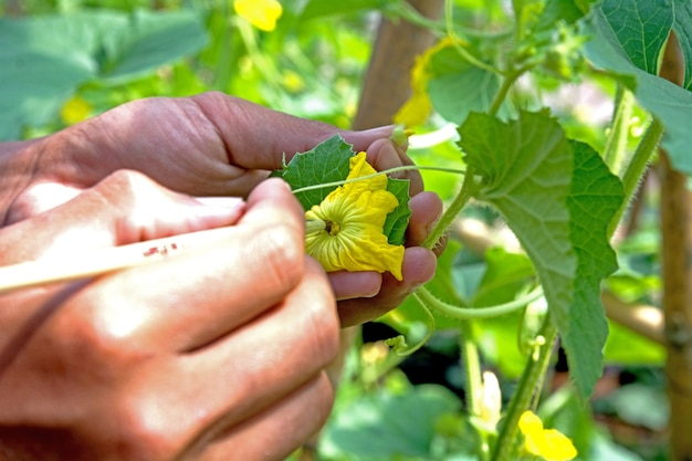 Zapylanie Kwiat rolnictwa organicznego, owoc arbuza rośnie w gospodarstwie.