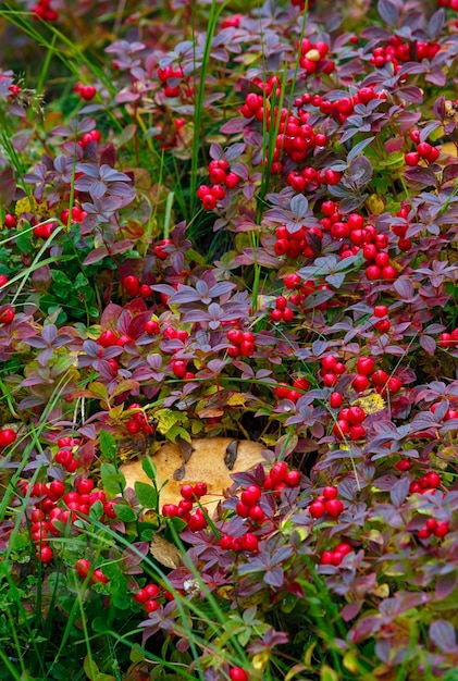 Zarośla derenia szwedzkiego, Cornus suecica, w tundrze w północnej Rosji.