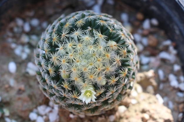 Zasadza kaktusa z malutkiego kwiatu kwitnącym tłem