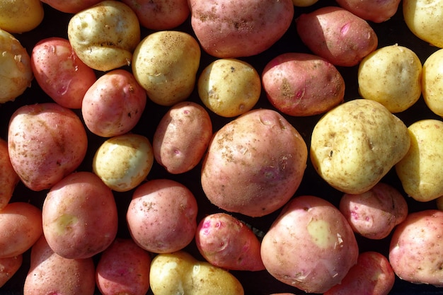 Zasadzarka Czystych I Dużych Ziemniaków Odmian Białych I Czerwonych Naturalne Warzywo Rolnika