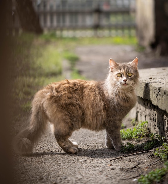 Zaskoczony kot spacerujący po ogrodzie niesamowita przyroda