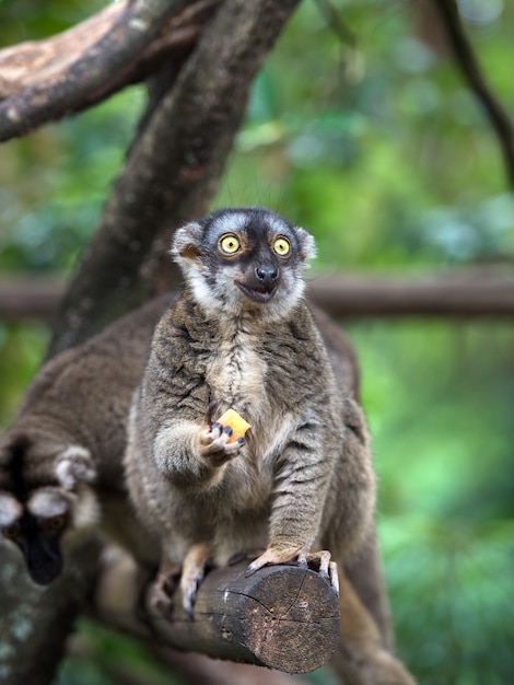 Zaskoczony Lemur Z Kawałkiem Owocu W Ręku