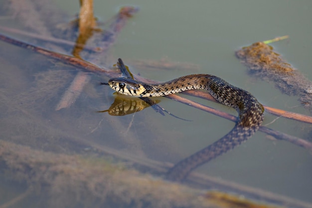 Zaskroniec Natrix natrix czasami nazywany wężem obrączkowanym lub wężem wodnym