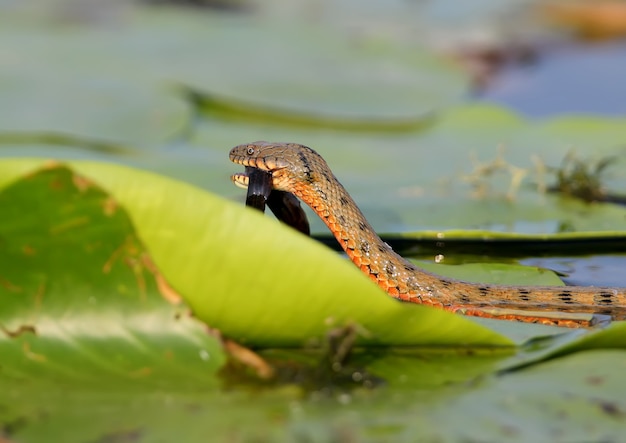 Zaskroniec (Natrix tessellata) złapał rybę