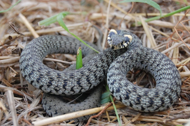 Zaskroniec zwyczajny Natrix natrix Niejadowity wąż eurazjatycki