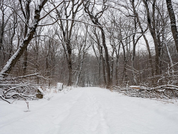 zaśnieżona ścieżka w zimowym lesie