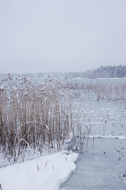 zaśnieżona trawa w zamarzniętym jeziorze, piękny zimowy krajobraz ze śniegiem