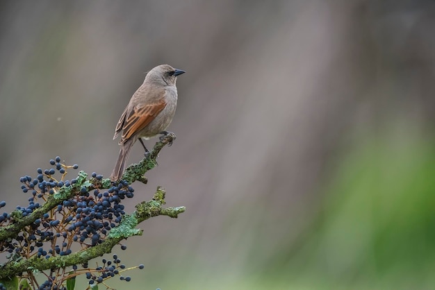 Zatokowy skrzydlaty Cowbird Calden Forest La Pampa Argentina