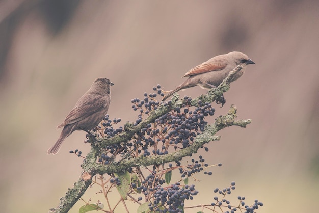 Zatokowy skrzydlaty Cowbird Calden Forest La Pampa Patagonia Argentina