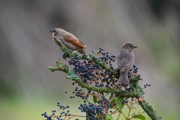 Zatokowy skrzydlaty Cowbird