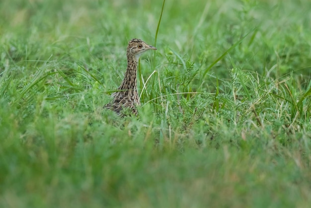 Zauważono tinamou na łąkach Pampasu La Pampa w prowincji Patagonia w Argentynie