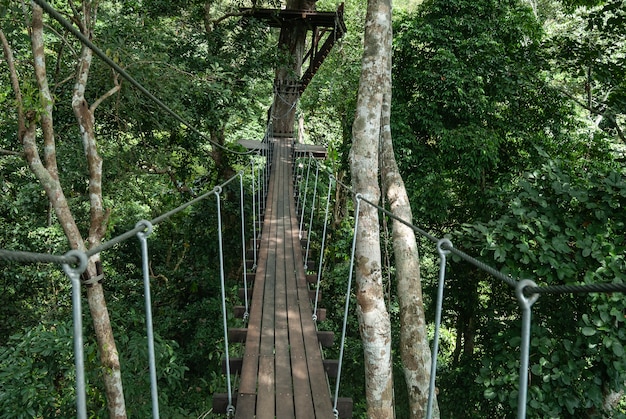 Zawieszony drzewo wierzchołek, baldachim lub chodzimy w lesie tropikalnym Tajlandia