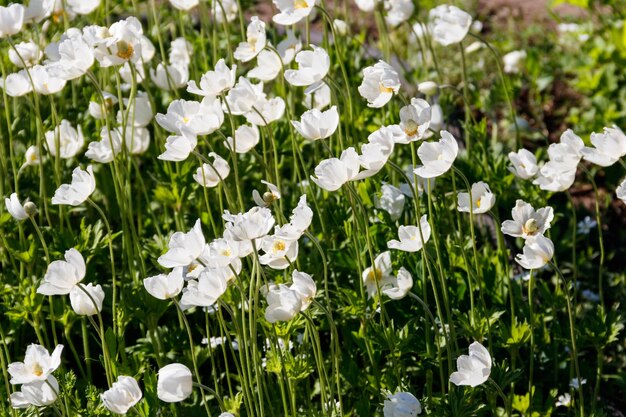 Zawilce białe kwiaty Anemone nemorosa