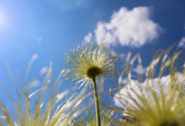 Zawilec alpejski Pulsatilla alpina apiifolia owoce na tle błękitnego nieba z chmurami