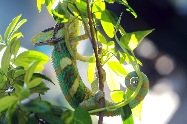 zawoalowany kameleon między liśćmi w kamuflażu
