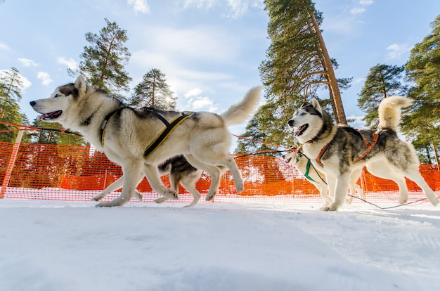 Zawody w psich zaprzęgach. Siberian husky psy w zaprzęgu