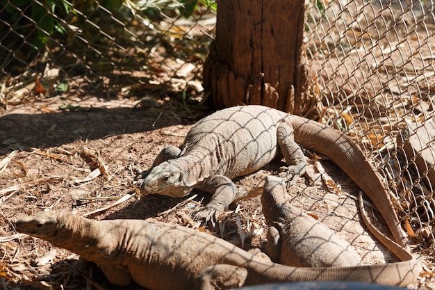 Zbawiciel Varanus