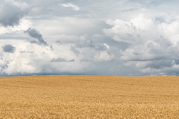 Zbiera gotową ziemię pszeniczną przy błękitnym chmurnego nieba tłem.