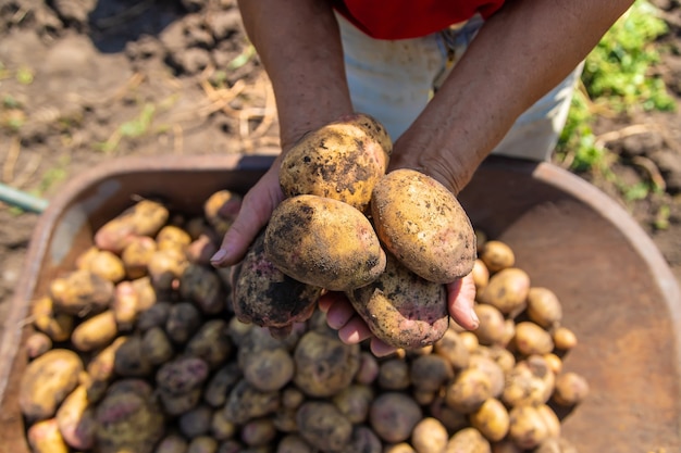Zbieraj ziemniaki w ogrodzie warzywnym kobiety rolnika. Selektywne skupienie. Natura.