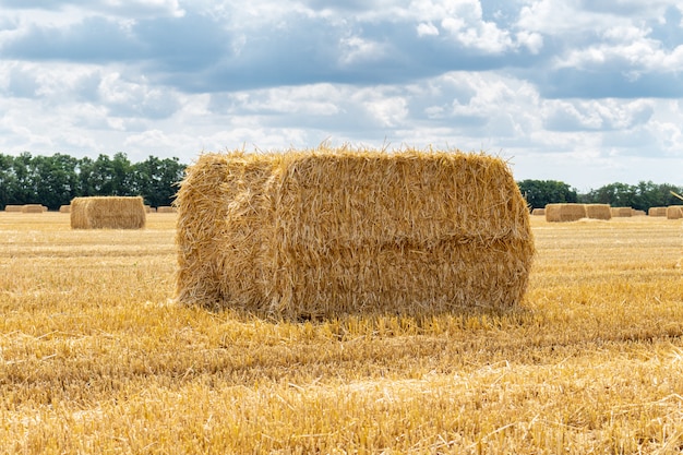 Zbierający Zbożowy Zboże Pszeniczny Zbożowy Pole Z Stogów Siana Bel Słomy Stosami Na Chmurnym Niebieskiego Nieba Tle. Rolnictwo Rolnictwo Gospodarka Wiejska Agronomia