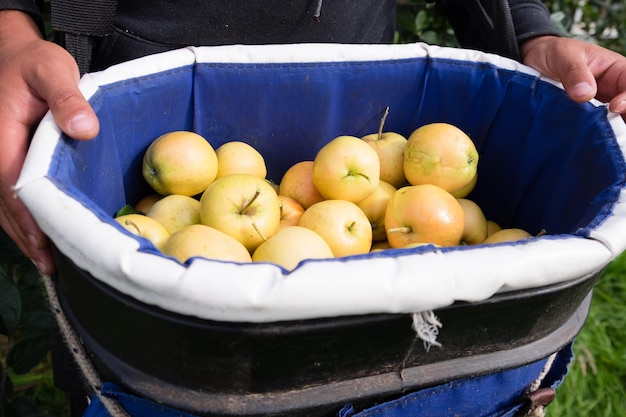 Zdjęcie zbierane jabłka w wiadrze