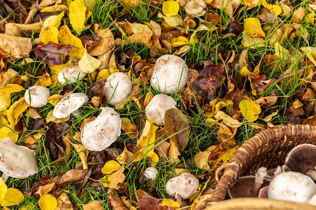 Zbieranie białych grzybów leśnych rose des pres lub agaricus campestris z wiklinowym koszem na łące