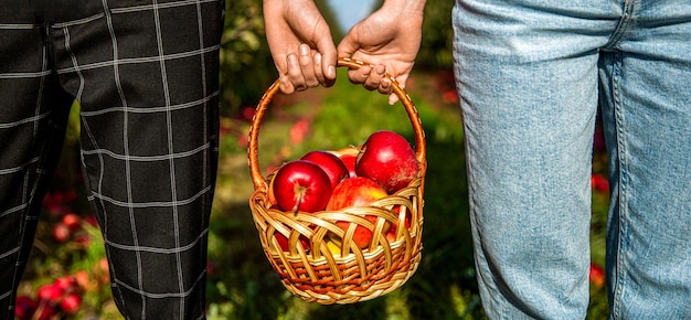 Zdjęcie zbieranie jabłek mężczyzna z pełnym koszem czerwonych jabłek w ogrodzie organiczne jabłka kobieta