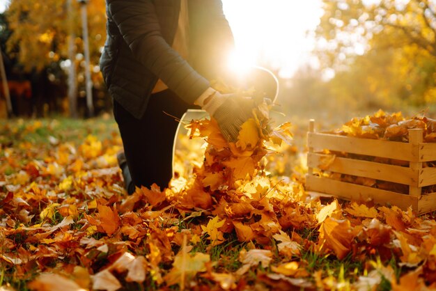 Zbieranie jesieni liści Człowiek czyści park jesienny od żółtych liści Sprzątanie Ogrodnictwo sezonowe