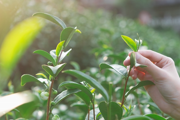 Zbieranie liści zielonej herbaty ręcznie na wzgórzu plantacji herbaty