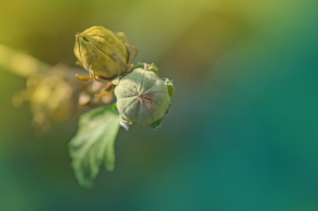 Zbieranie nasion hibiskusa Oszczędzanie nasion z domowych kwiatów hibiskusa