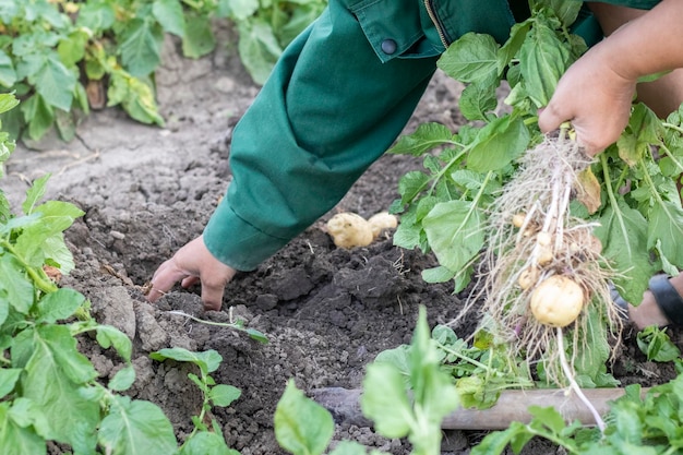 Zbieranie ziemniaków z gleby Świeżo wykopane lub zebrane ziemniaki na bogatym brunatnym podłożu