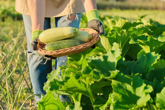 Zbierz świeżą cukinię w koszu w rękach z bliska