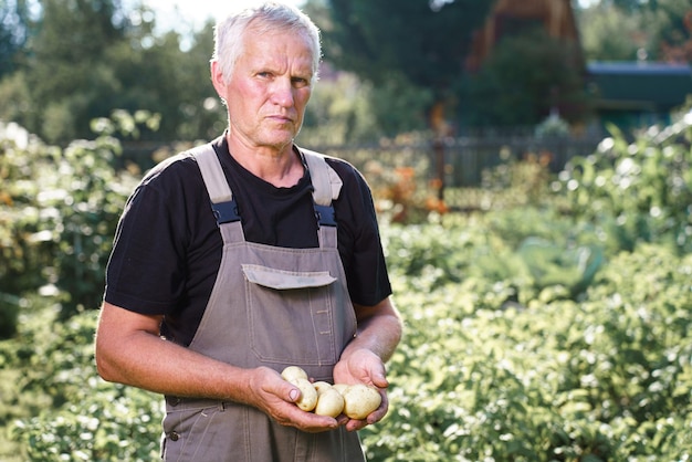 Zbierz świeże ziemniaki w dłoniach człowieka rolnika w ogrodzie
