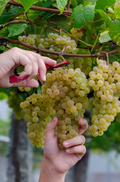 Zbiór białych winogron