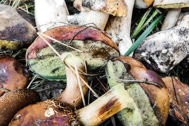 Zbiór grzybów L aurantiacum Boletus edulis Leccinum scabrum